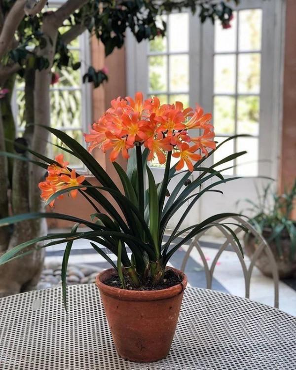 4種花是“養人花”！能吸廢氣造氧氣！室內室外都能養