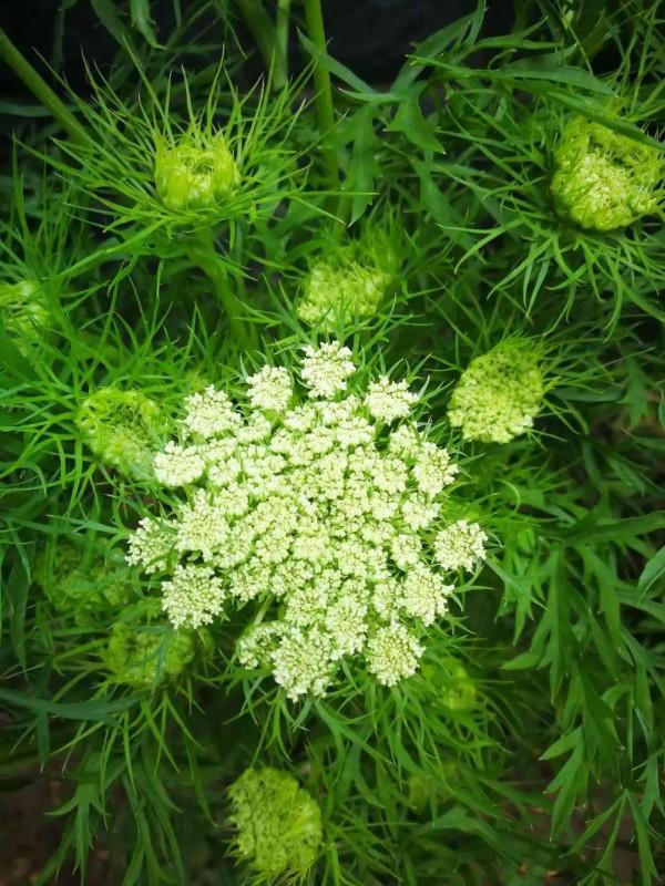 路邊的蒲公英，比拳頭還大，太可愛了