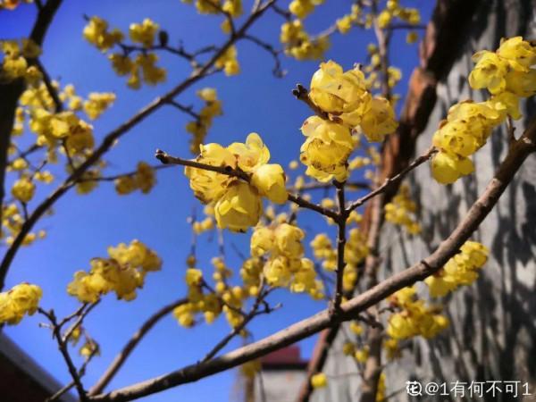 8種花養屋子裡,滿屋香味兒,雅緻又唯美 8種花養屋子裡,滿屋香味兒,雅緻又唯美