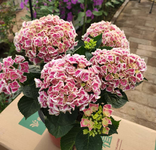 8種常見花，天生喜&OpenCurlyDoubleQuote;醋水&rdquo;，一月一杯醋，營養旺，開花棒