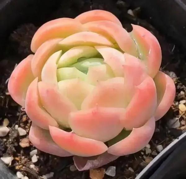 美好的生活，美麗的多肉