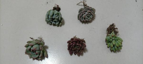 初學養花，從少操心，易活且四季美麗多變的植物養起 第三集