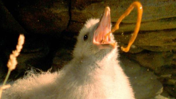 會噴“臭油”自衛的鳥,被它射出的油命中,鷹也會失去飛行能力 會噴“臭油”自衛的鳥,被它射出的油命中,鷹也會失去飛行能力