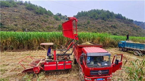 畝產30噸，種一次能收割15年！種植巨菌草真的可以賺錢嗎？