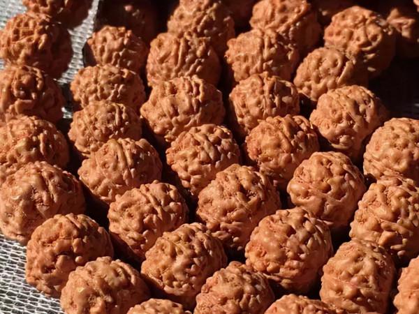 金剛菩提，老手和新手的區別到底在哪？