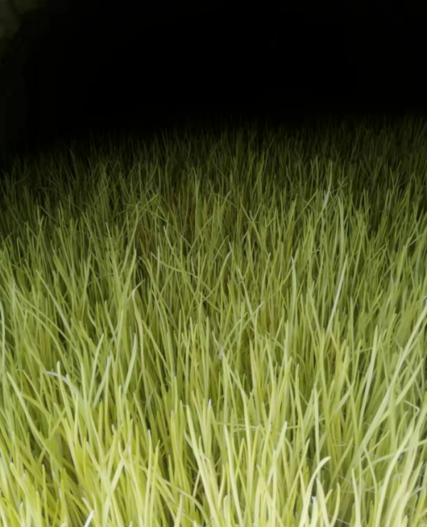 每畝淨賺2+3萬元！神山鎮種植蒜黃有“錢”途一起奔向致富路