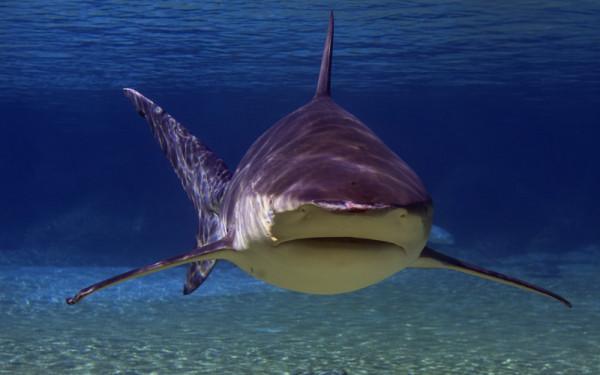 這裡居然也有公牛鯊？五個出人意料的牛鯊發現地