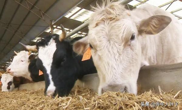 她二次養牛、年銷售額達3500多萬、他經歷了什麼、如何做到的呢? 她二次養牛、年銷售額達3500多萬、他經歷了什麼、如何做到的呢?