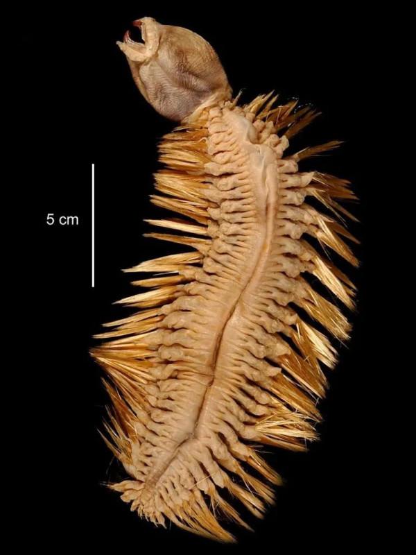 南極深海的金毛刷刷蟲 南極深海的金毛刷刷蟲