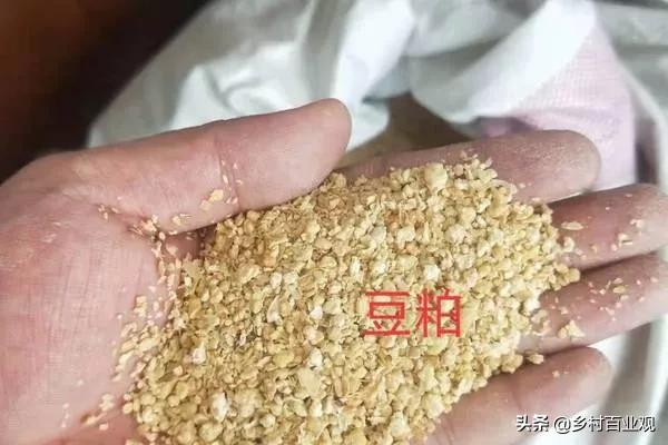 12月24日玉米、豆粕、雞蛋價格 12月24日玉米、豆粕、雞蛋價格