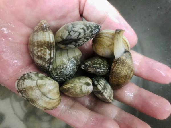 洗花蛤，切記別隻加鹽！學會飯店大廚這一招，花蛤吐沙又快又幹淨