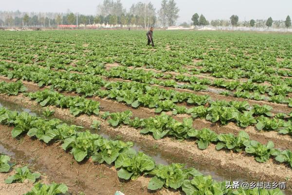 紅糖和酵母才是種菜的好幫手，效果比多施肥還好使，很多人不懂