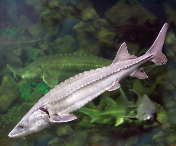 十種受到國家一級和二級保護的魚類 十種受到國家一級和二級保護的魚類