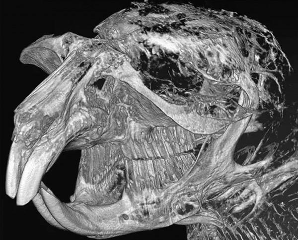 北極在逐漸變“黑”!每年有大量黑碳湧向北極,對北極有何影響? 北極在逐漸變“黑”!每年有大量黑碳湧向北極,對北極有何影響?