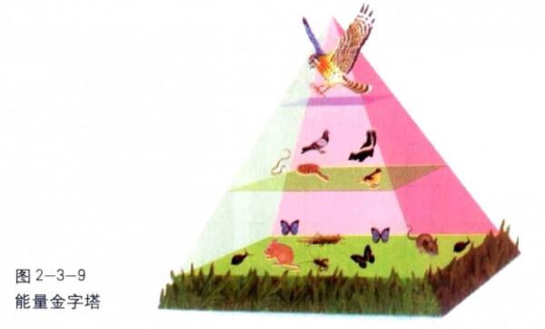 人類還是獵食動物嗎?營養級不足2.5,在鳳尾魚和豬之間!真的嗎 人類還是獵食動物嗎?營養級不足2.5,在鳳尾魚和豬之間!真的嗎