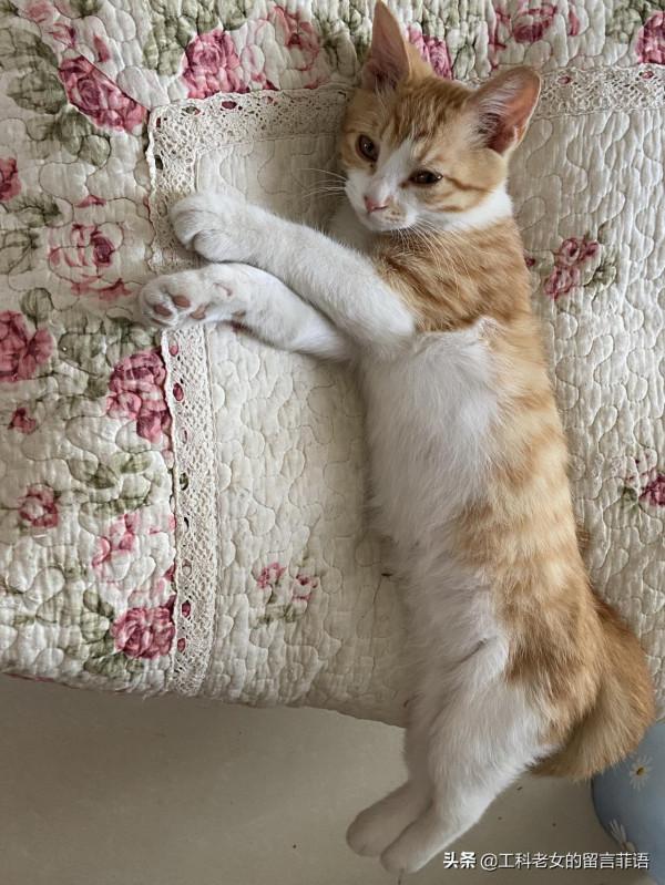 貓在可以安心睡覺的情況下,各種奇奇怪怪的睡姿就出現了 貓在可以安心睡覺的情況下,各種奇奇怪怪的睡姿就出現了