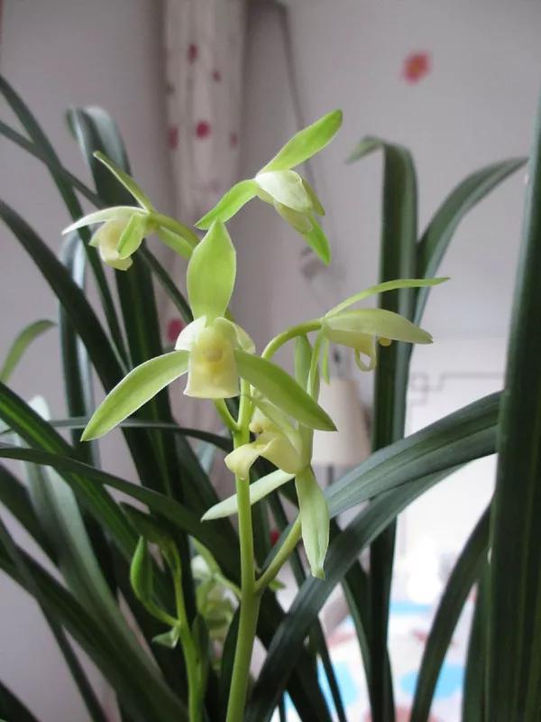 分享一組清新素雅的蘭花