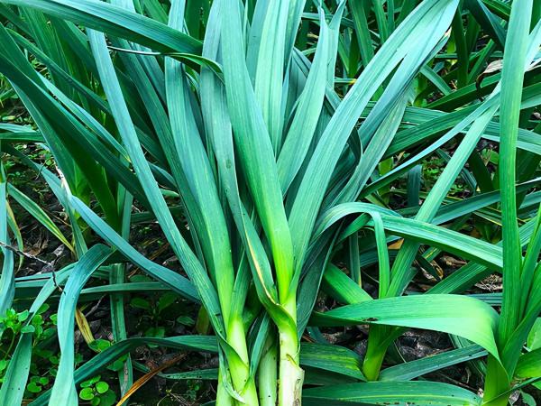 霜降將至，女人記得吃10種食物，含有天然葉酸，價格也不高