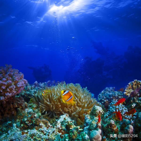 美麗的海底，難得一見的珊瑚王國