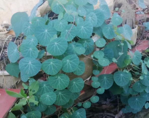 壽命最長的4種花，能活幾十年，可以養成傳家寶