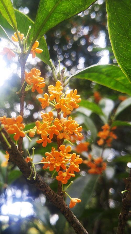 適合庭院種植的桂花，品種怎麼選？