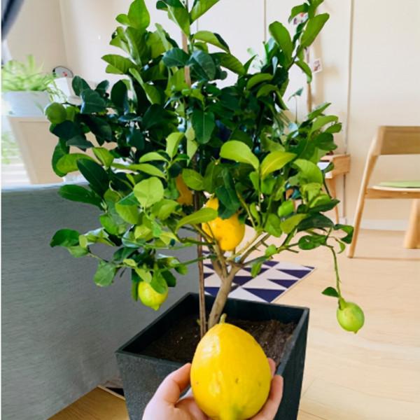 3種“養人樹”，漂亮有香味，能吃能觀賞，建議至少養一種