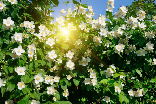 你在哪天出生，就是哪朵花，美到極致