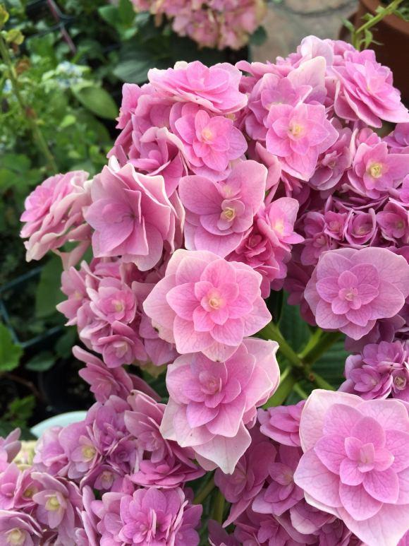 家裡有院子,建議養這5種花,高階的私家花園至少養一種 家裡有院子,建議養這5種花,高階的私家花園至少養一種