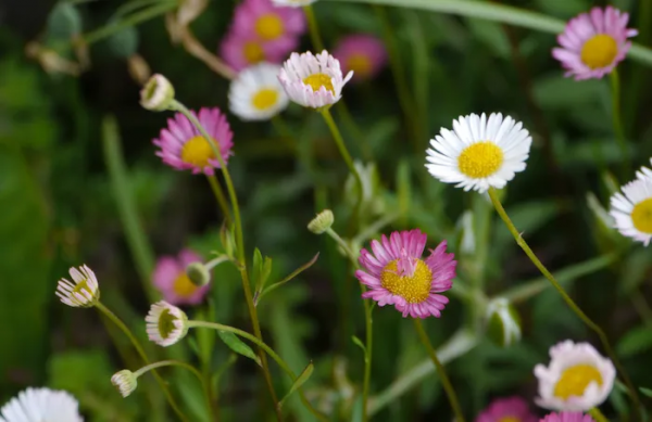 墨西哥飛蓬草,宿根花境裡高顏值、低維護植物 墨西哥飛蓬草,宿根花境裡高顏值、低維護植物