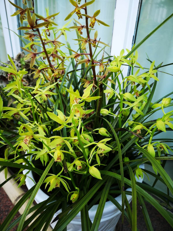 6種&OpenCurlyDoubleQuote;增值花&rdquo;，丟牆角不管它，也能長成&OpenCurlyDoubleQuote;花大樹&rdquo;，越養越富