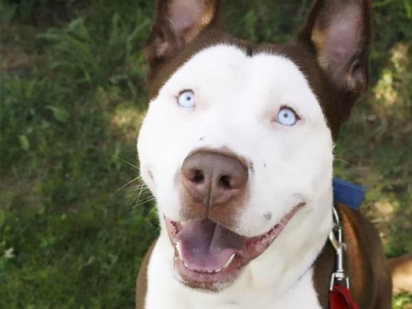 純種狗和串串狗有哪些區別？養過的人才知道