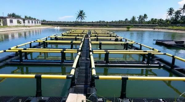 到底網箱養魚好?還是在帆布池養魚好?你會選擇哪種方式? 到底網箱養魚好?還是在帆布池養魚好?你會選擇哪種方式?