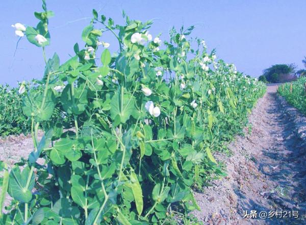 霜降後趕緊種植這三種蔬菜,非常好吃效益還高,附上高產方法 霜降後趕緊種植這三種蔬菜,非常好吃效益還高,附上高產方法