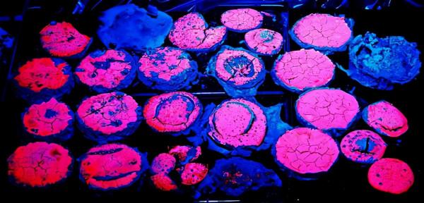 “夜光石”的發光原理是什麼?能否用在城市夜間照明,節省能源? “夜光石”的發光原理是什麼?能否用在城市夜間照明,節省能源?