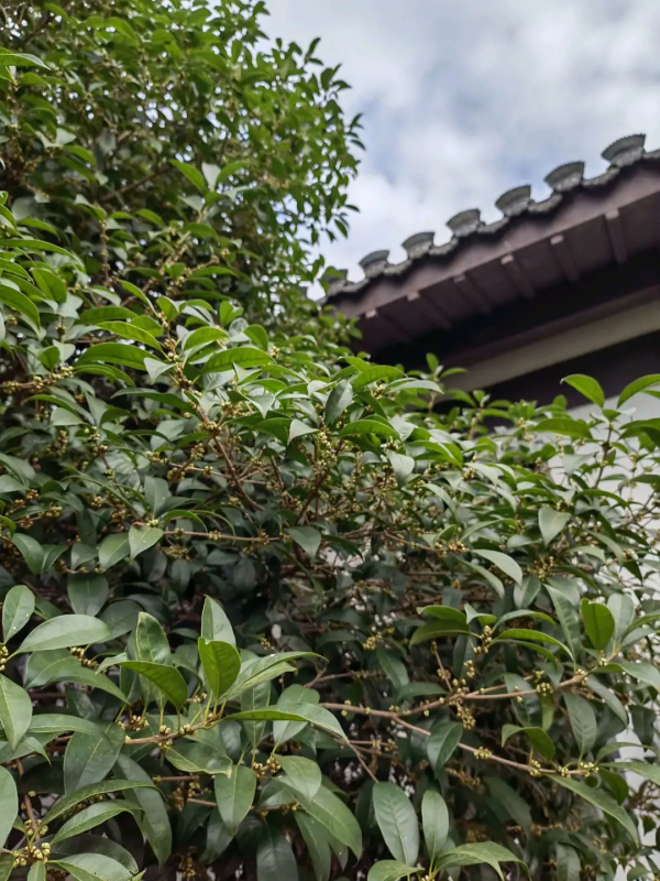 敬亭秋意濃,最是桂花香!敬亭山賞桂好去處推薦,快來打卡吧 敬亭秋意濃,最是桂花香!敬亭山賞桂好去處推薦,快來打卡吧