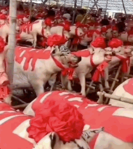 見過潮汕賽大豬，就明白了美學的奧秘