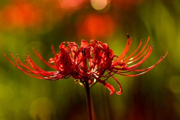 石蒜花開 明豔動人