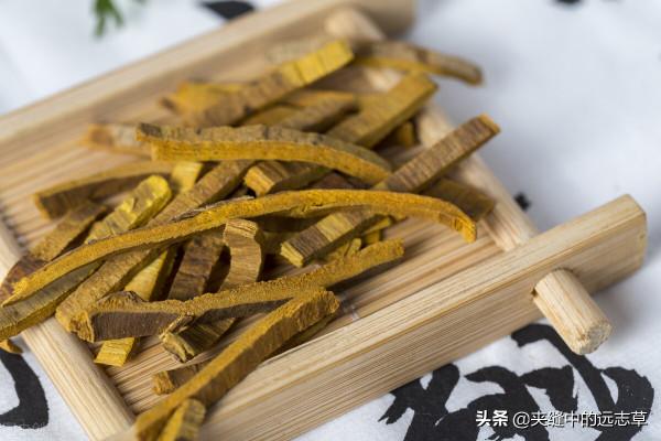 痛風，關節紅、腫、熱、痛？兩味中藥，清熱燥溼，一味升，一味降