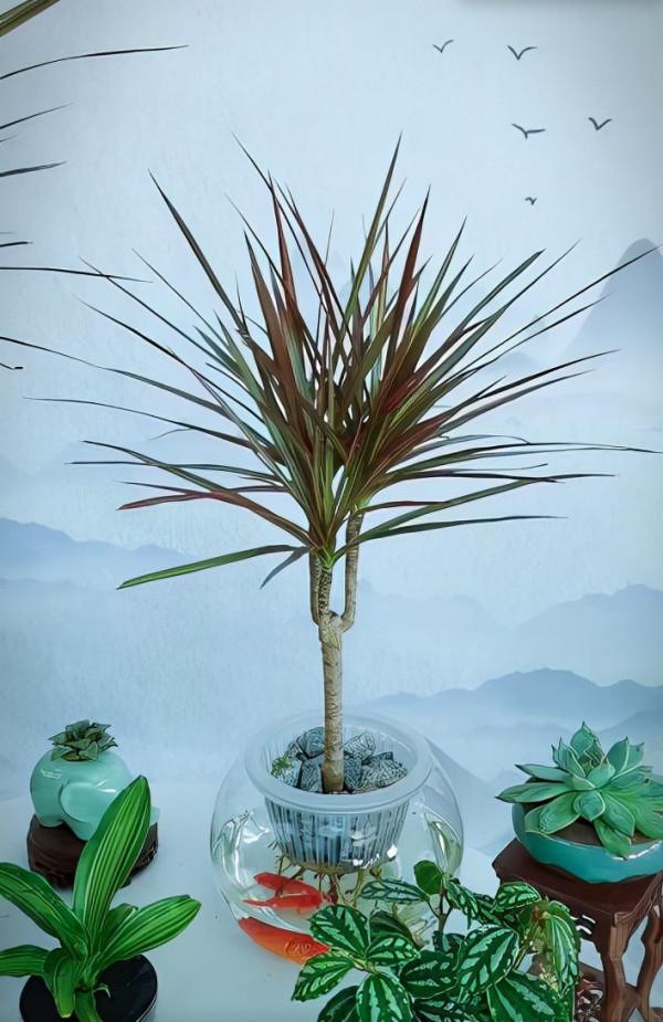 冬季盆栽綠植千年木，水培種植，管理簡單生長旺盛