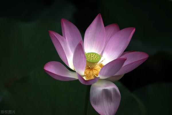 人生，以善為貴，以德為本