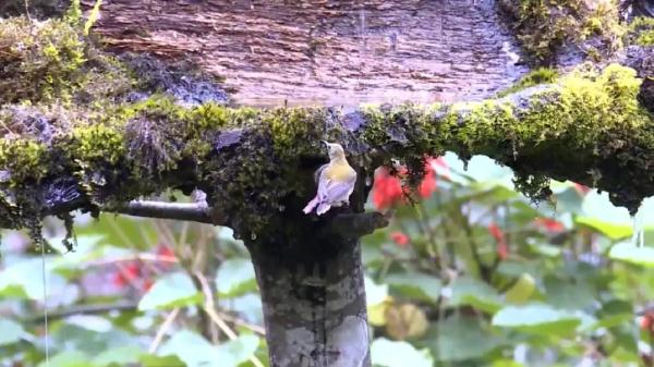 210種鳥類！高黎貢山百鳥谷，各地觀鳥愛好者打卡地，太美了