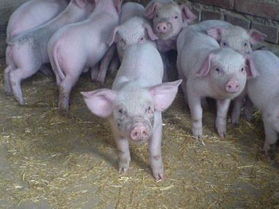 賣豬不夠賠豬仔本的白大爺 賣豬不夠賠豬仔本的白大爺