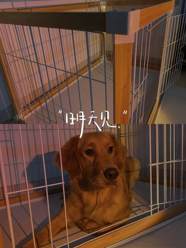 我居然找到了平價的愛麗絲狗籠