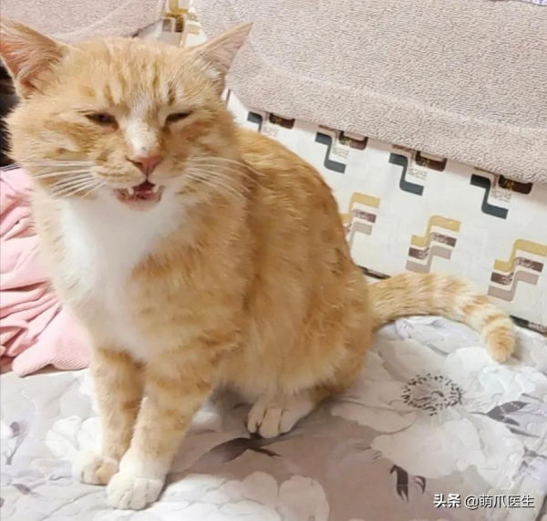 看了我太太太爺爺畫的貓後…網友:同一個物種 看了我太太太爺爺畫的貓後…網友:同一個物種