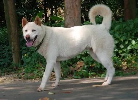 飛飛小狗,迄今為止我見過的最可愛懂事,最感人的狗,可結局悲傷 飛飛小狗,迄今為止我見過的最可愛懂事,最感人的狗,可結局悲傷