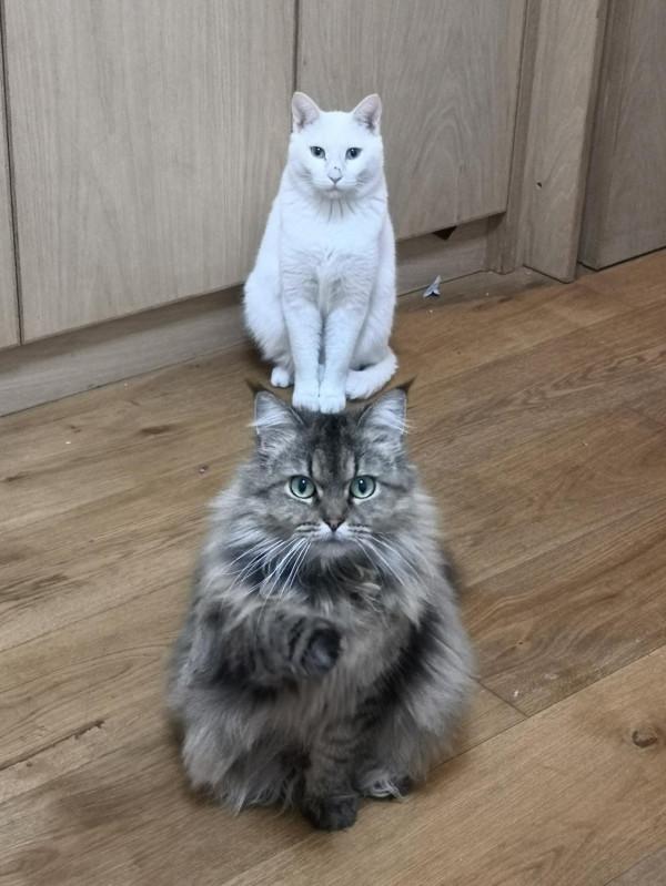 三貓記 2 二胎政策就是好，送我一隻大肥貓