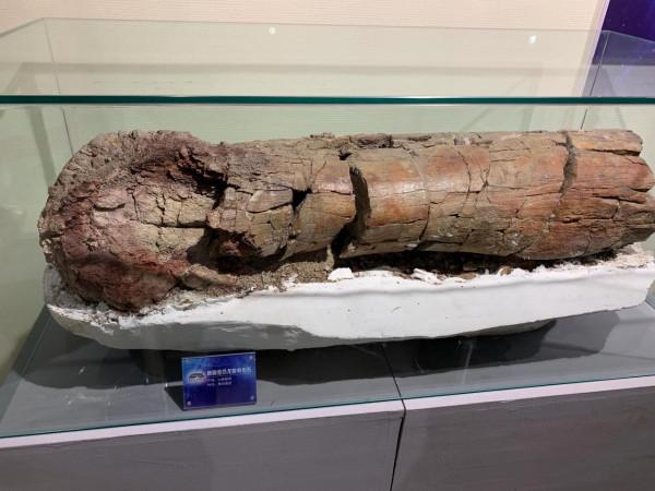 遊～山西地質博物館