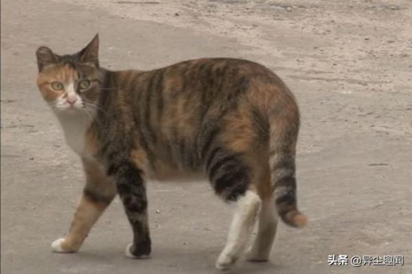 流浪貓暗示路人跟它走，帶路到牆邊下一秒牆內竟傳出微弱的聲音
