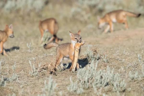 草原狐：賓士在草原上，勢如閃電的敏捷之狐