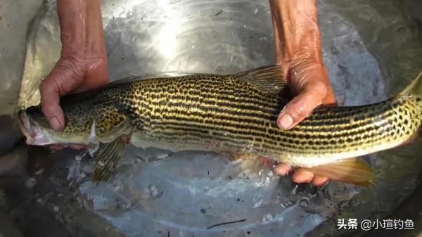 國內釣到這些“牢底坐穿魚”，務必放生，每年都有人誤釣它們被抓